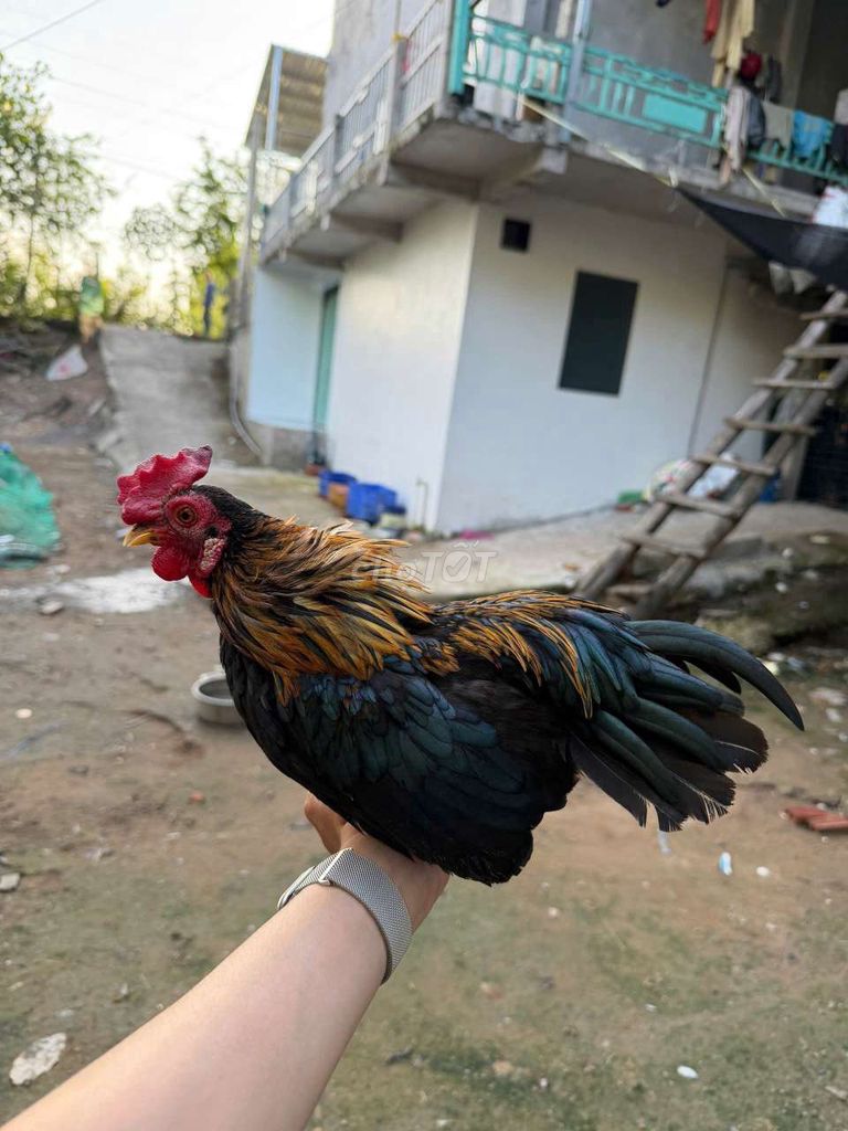 Gà cảnh Đen, vàng, đỏ. Mua bán Gà tại Thành phố Cao Lãnh Đồng Tháp được đăng bởi Gà Đồng Thap hình 1
