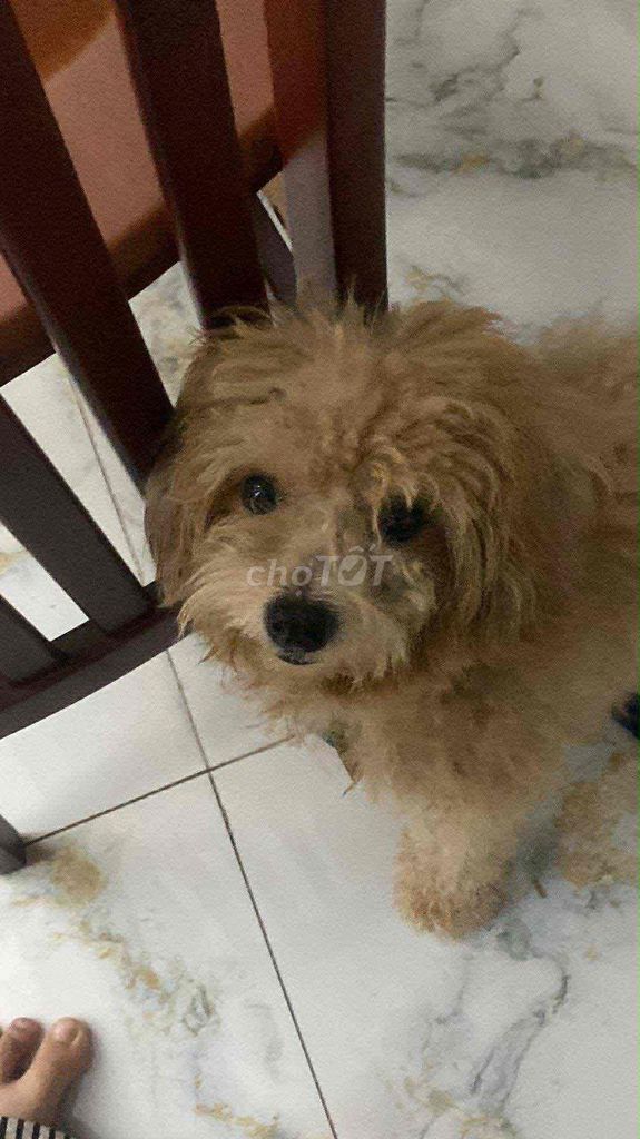 Chó poodle Nâu vàng. Mua bán Chó tại Quận Ninh Kiều Cần Thơ được đăng bởi Huỳnh Mai hình 1