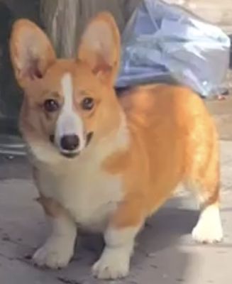 Corgi xinh nha đẻ tiêm xong 2 mui