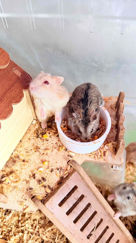 Hamster WW 8 con và lồng. Mua bán Thú cưng khác tại Huyện Hóc Môn Tp Hồ Chí Minh được đăng bởi Duong hình 1