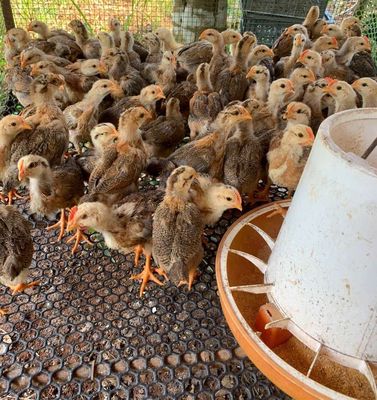 Gà ta thả vườn 3,4 tuần tuổi. Mua bán Gà tại Thành phố Thủ Đức Tp Hồ Chí Minh được đăng bởi NGUYEN THIEN