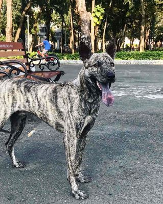 Chó Phú Quốc, Nguồn góc rõ ràng, cha mẹ đều đẹp. Mua bán Chó tại Quận 1 Tp Hồ Chí Minh được đăng bởi Hưng Nguyễn