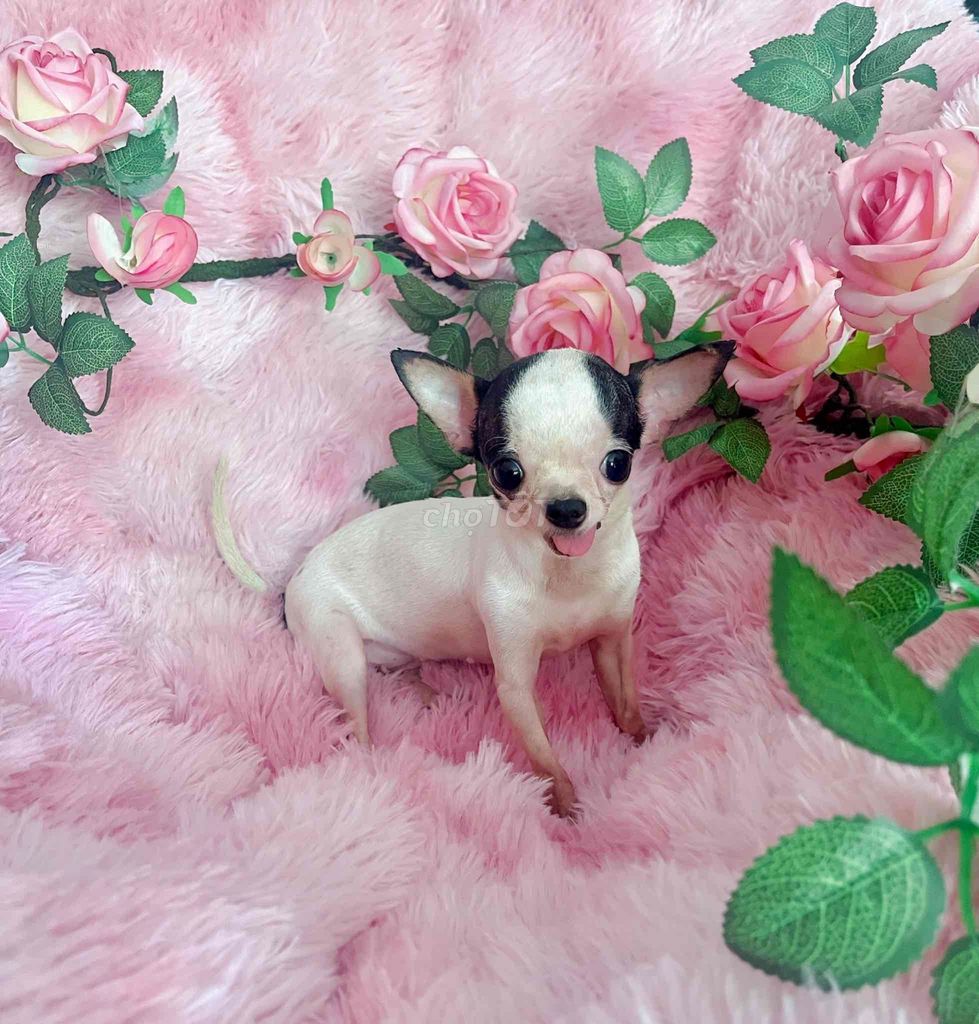 NOEL !❤️ CHIHUAHUA CÁI BÒ SỮA TEACUP BỎ TÚI 1 TUỔI