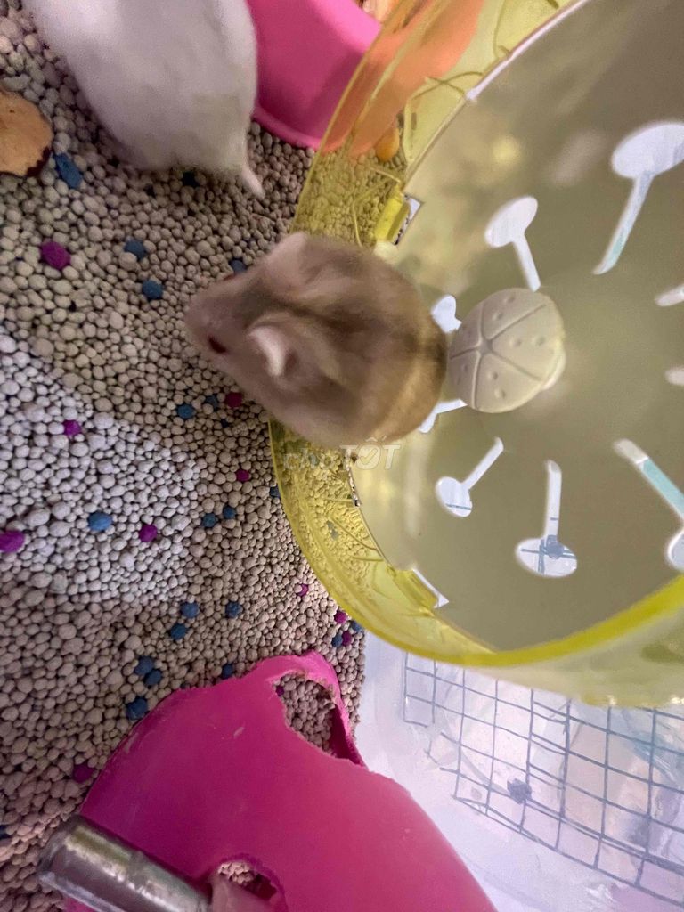 Chuột Hamster Trắng. Mua bán Thú cưng khác tại Quận 8 Tp Hồ Chí Minh được đăng bởi Ngoc Quynh hình 1