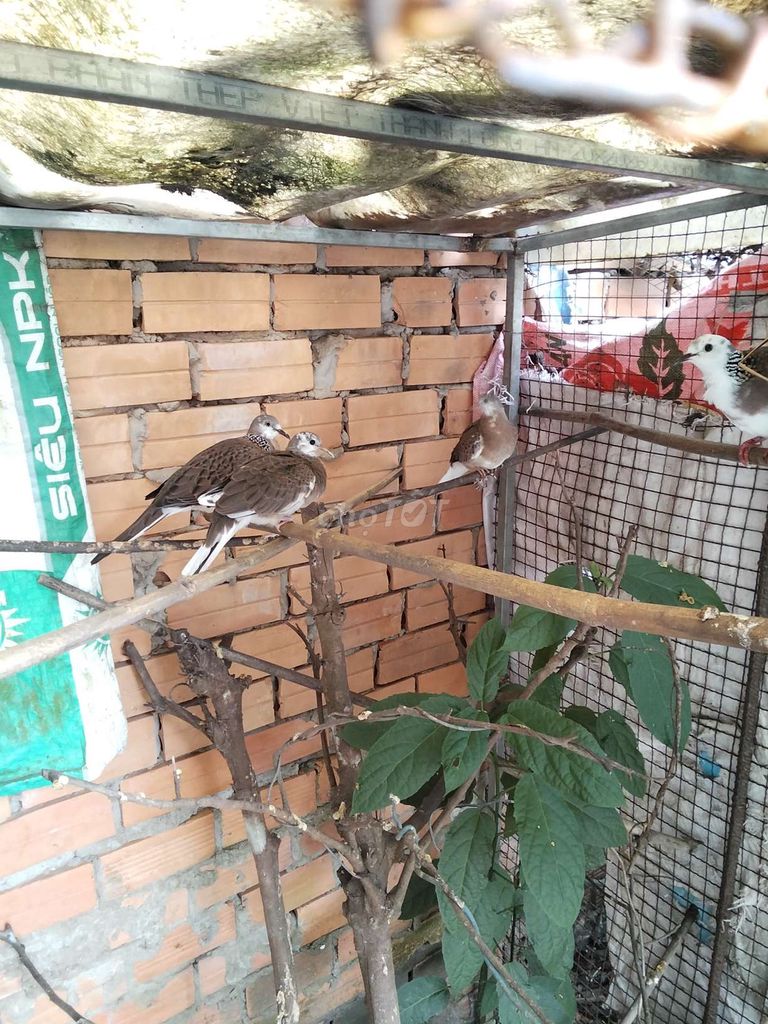 Chim Cu Thái bông 3 tháng tuổi. Mua bán Chim tại Quận Bình Thuỷ Cần Thơ được đăng bởi Thanh Hòa sửa xe hình 1