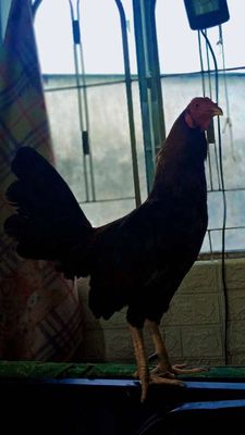 Ae ai có 1k2 gl cục thịt vv nè kv q8. Mua bán Gà tại Quận 4 Tp Hồ Chí Minh được đăng bởi Bi Moo