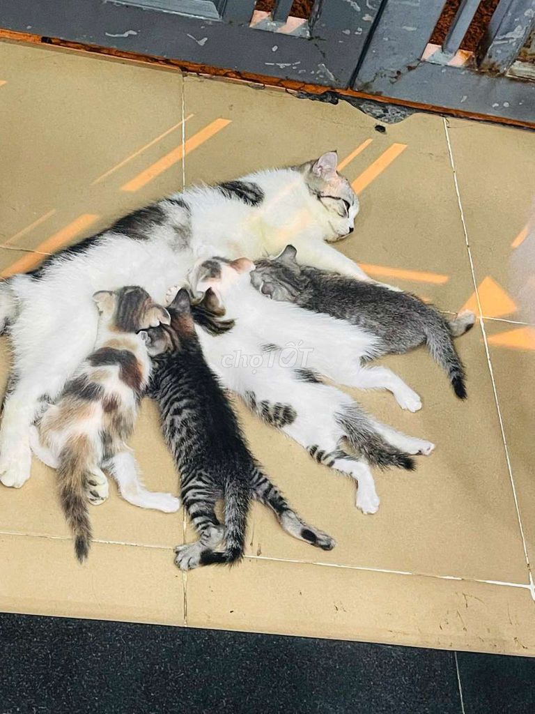Mèo lai Anh 2 tháng tuổi 600g chưa tiêm phòng. Mua bán Mèo tại Quận Gò Vấp Tp Hồ Chí Minh được đăng bởi Vũ Quỳnh Lam hình 1