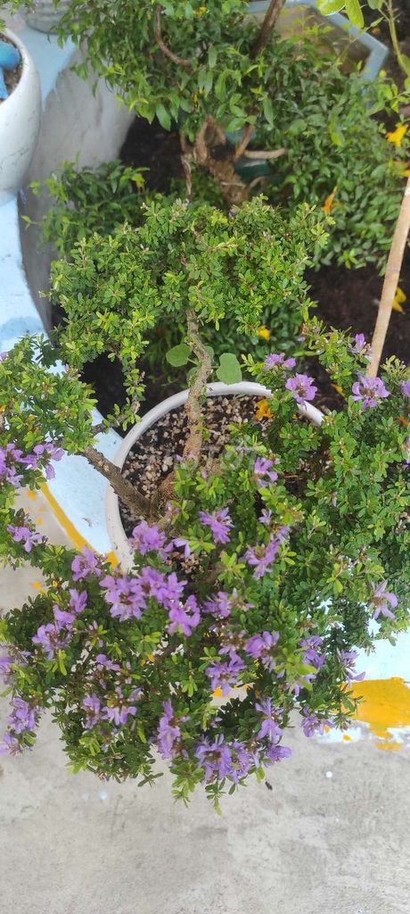 Cây bonsai linh sam lá nhỏ siêu hoa
