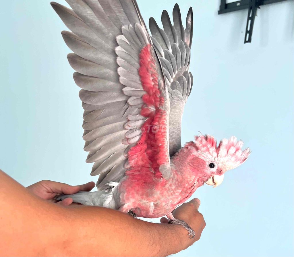 galah