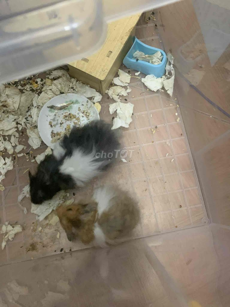 Chuột Hamster Đen Nâu Trắng Khỏe mạnh. Mua bán Thú cưng khác tại Huyện Đan Phượng Hà Nội được đăng bởi KiTo Gaming TV hình 1