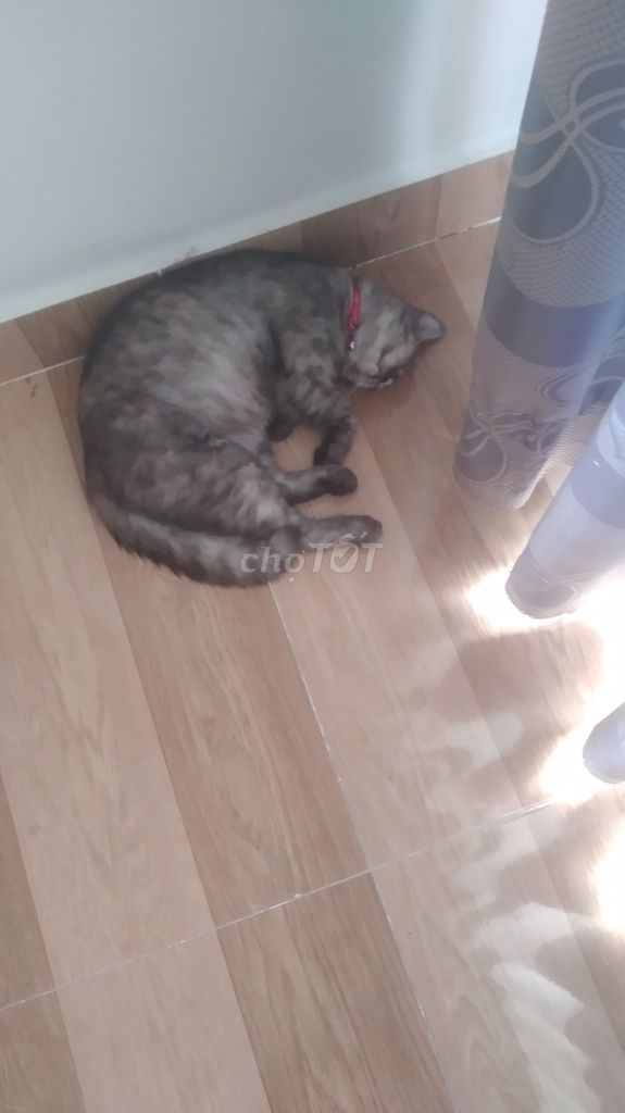 Mèo Lông ngắn Cái, Chân ngắn Đực. Mua bán Mèo tại Huyện Đức Hòa Long An được đăng bởi An hoài hình 1