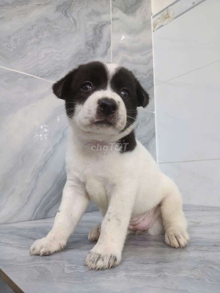 Chó Border Collie F khôn ngoan rất nghe lời chủ. Mua bán Chó tại Quận 6 Tp Hồ Chí Minh được đăng bởi Tăng Chí Lương  hình 1