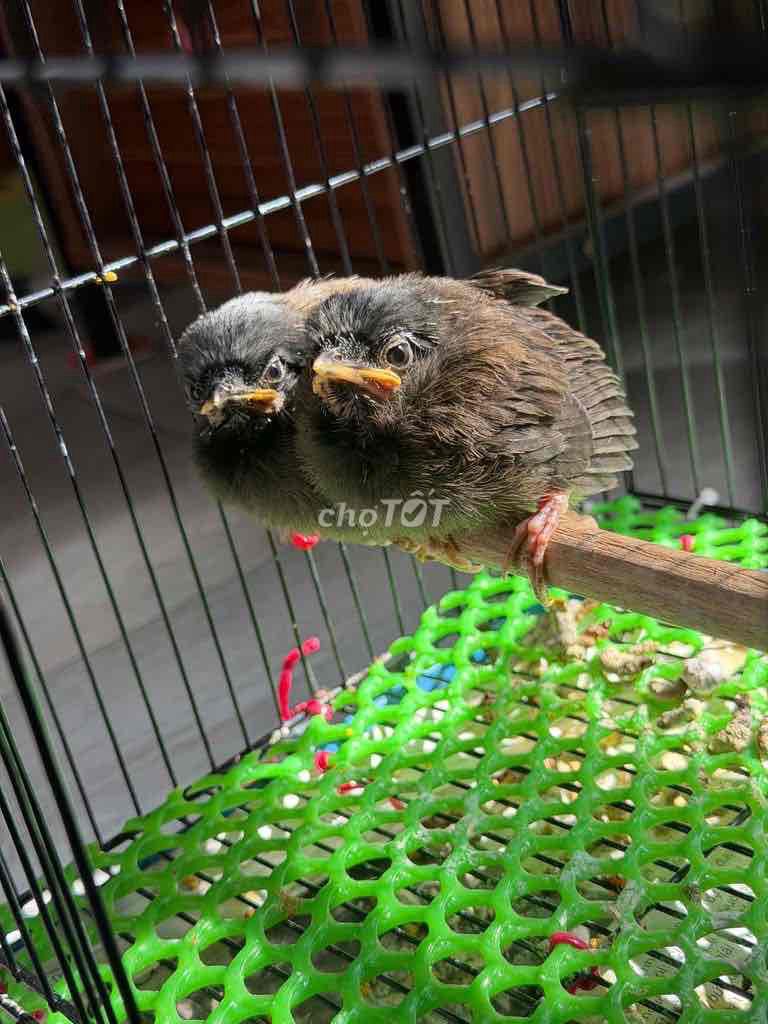 cần bán cặp mào non hoặc giao lưu con bổi hót chơi. Mua bán Chim tại Quận Gò Vấp Tp Hồ Chí Minh được đăng bởi Betta Nguyễn hình 1