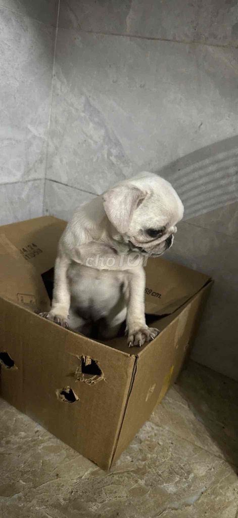 mình cần tùm nhà mới cho em ạ. Mua bán Chó tại Quận Hoàng Mai Hà Nội được đăng bởi Nguyễn Bình hình 4