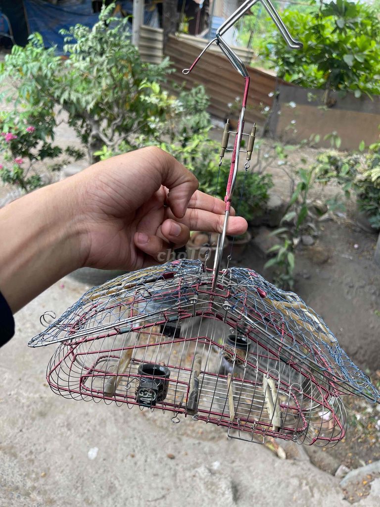 Lụp ốc mít cầu sừng cống sừng. Mua bán Chim tại Thành phố Thủ Đức Tp Hồ Chí Minh được đăng bởi chim cảnh hình 1