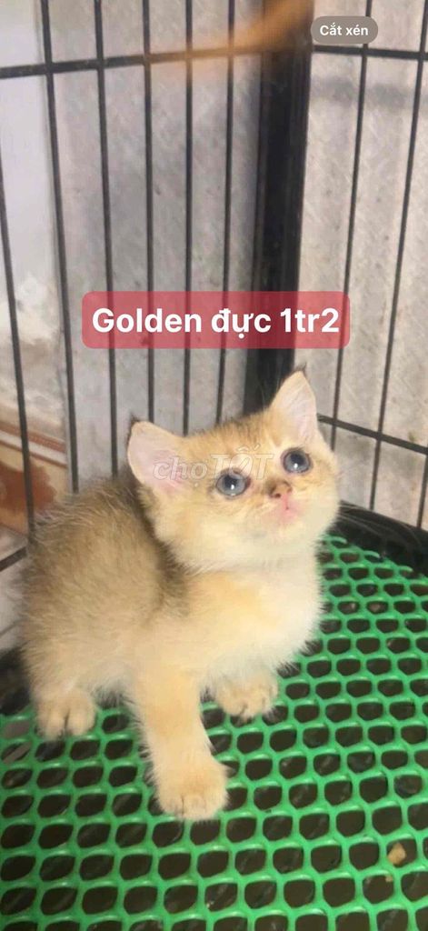 Mèo Aln đực cái chân ngắn dài. Mua bán Mèo tại Huyện Củ Chi Tp Hồ Chí Minh được đăng bởi Lan Hoang hình 1