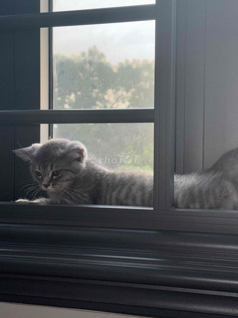 Mèo Anh Lông Ngắn 3 tháng tuổi. Mua bán Mèo tại Huyện Đức Hòa Long An được đăng bởi như khánh hình 1