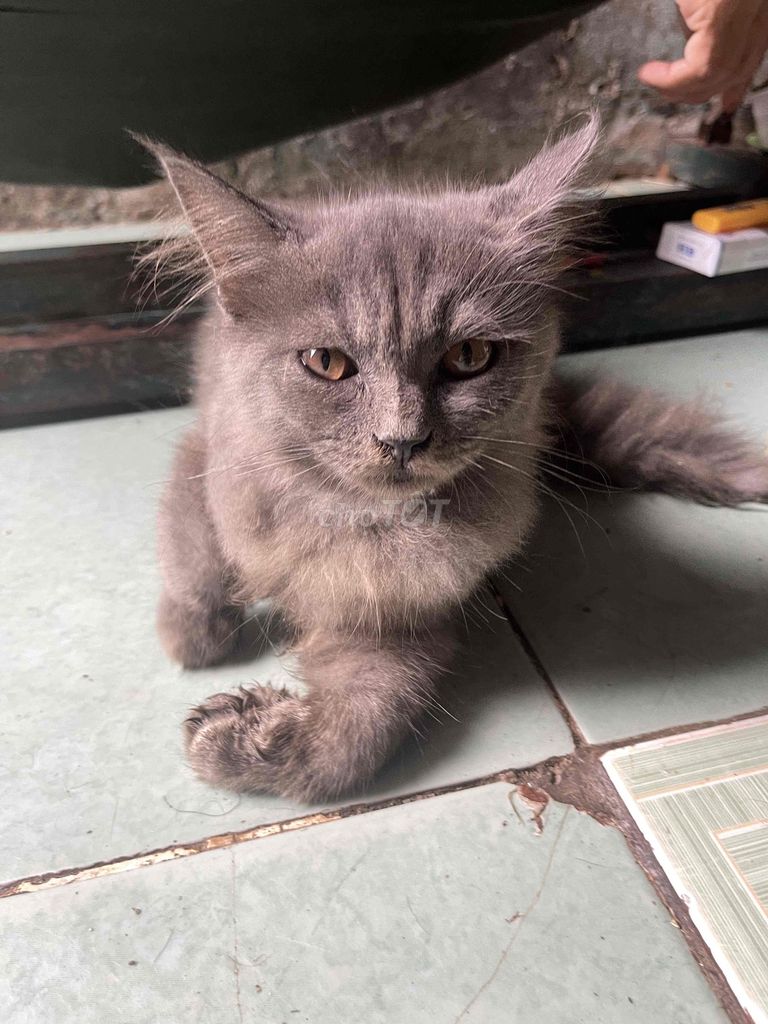 mèo aln-ald nhà đẻ từ 500.000. Mua bán Mèo tại Huyện Bình Chánh Tp Hồ Chí Minh được đăng bởi Linh hình 1