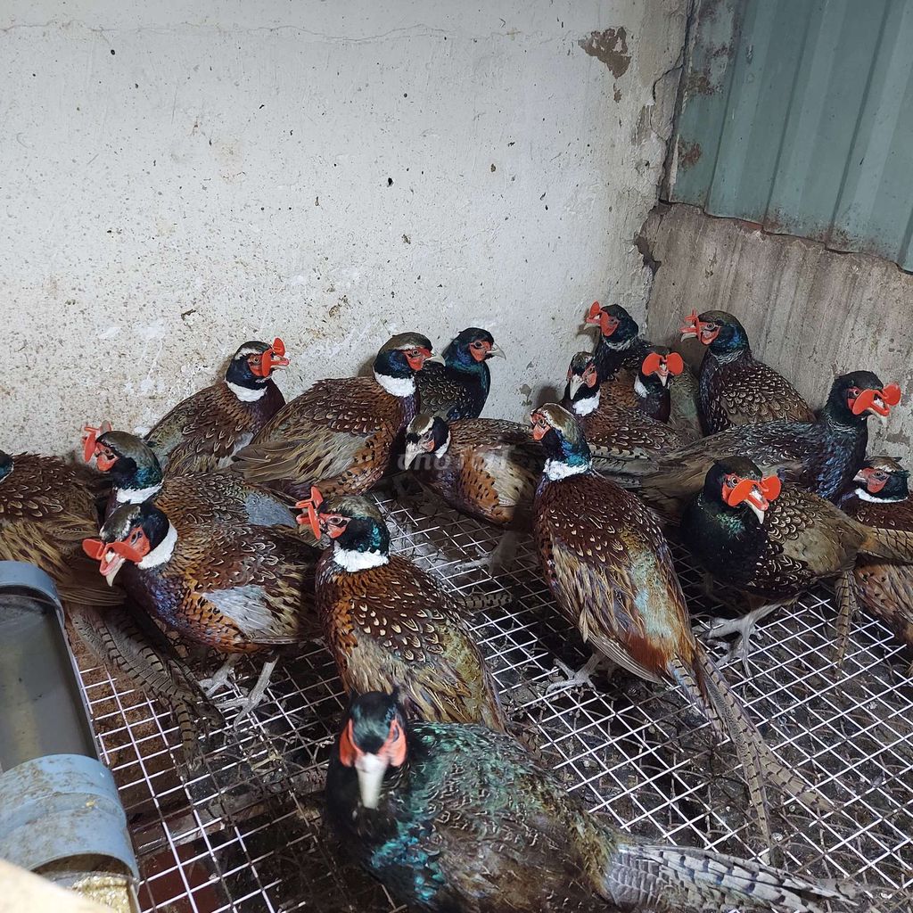 Chim trĩ xanh đỏ. Mua bán Chim tại Quận 12 Tp Hồ Chí Minh được đăng bởi ĐÔNG TẢO QUANG HẢI APD Q12 hình 2