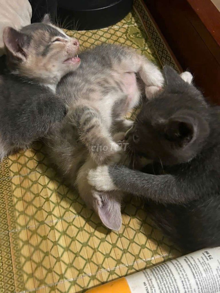 Mèo anh lông ngắn. Mua bán Mèo tại Thành phố Thủ Đức Tp Hồ Chí Minh được đăng bởi nguyễn hoài linh hình 1