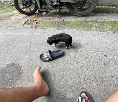 nhận phối giống chó chihuahua. Mua bán Phụ kiện, Thức ăn, Dịch vụ tại Quận 12 Tp Hồ Chí Minh được đăng bởi hoanguyen