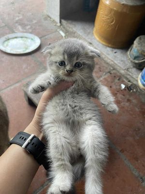 Mèo anh lông ngắn nhà đẻ. Mua bán Mèo tại Quận Nam Từ Liêm Hà Nội được đăng bởi hoàng văn đạt