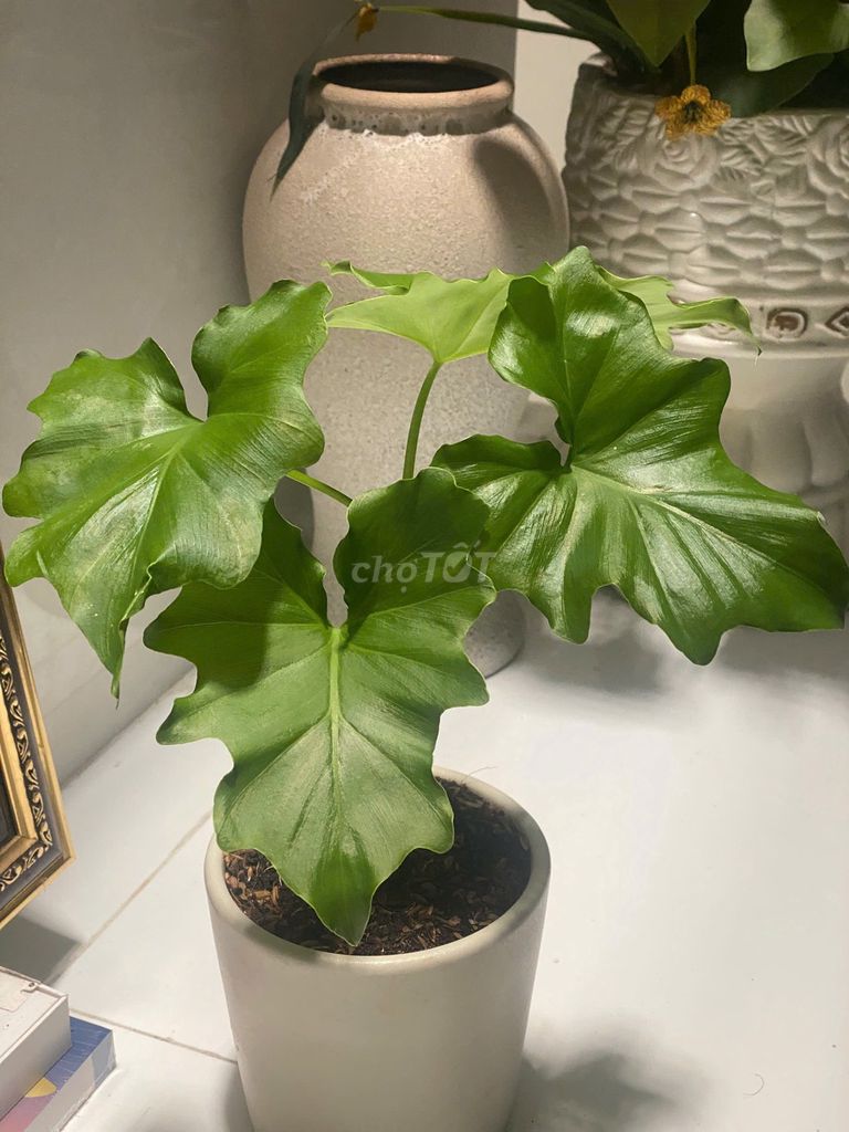 Cây cảnh để bàn Philodendron Xanadu Mini . Mua bán Cây cảnh, đồ trang trí tại Quận Bình Tân Tp Hồ Chí Minh được đăng bởi Henry Garden hình 1