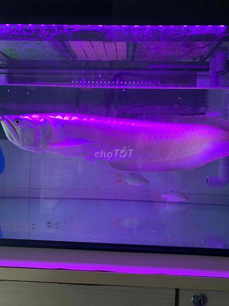 Cá rồng Ngân long 50cm khỏe mạnh. Mua bán Thú cưng khác tại Thành phố Dĩ An Bình Dương được đăng bởi Nguyễn Tý Đạt hình 1