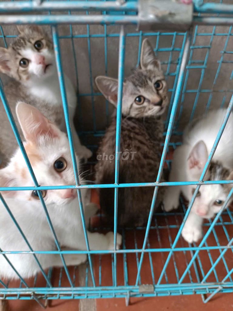 Mèo ta lai Anh lông ngắn 2.5 tháng. Mua bán Mèo tại Quận Cầu Giấy Hà Nội được đăng bởi Thùy Dương hình 1