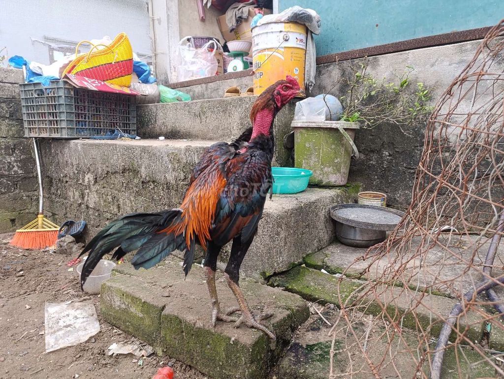 Gà tơ Đẹp. Mua bán Gà tại Huyện Bình Giang Hải Dương được đăng bởi khanh hình 1