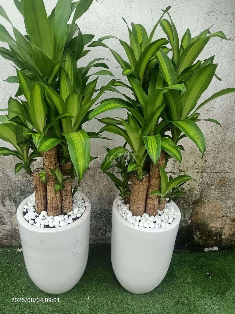Cây Phát Tài Sứ Trắng Xanh Lá. Mua bán Cây cảnh, đồ trang trí tại Quận Gò Vấp Tp Hồ Chí Minh được đăng bởi Loc Nguyen hình 1