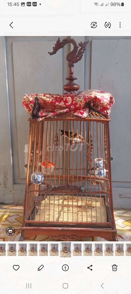 Chim chào mào Indo mào đinh tê. Mua bán Chim tại Quận Hai Bà Trưng Hà Nội được đăng bởi Thủy  hình 1