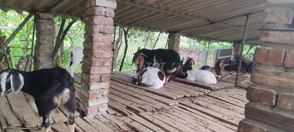 bán dê sỉ. Mua bán Thú cưng khác tại Huyện Mê Linh Hà Nội được đăng bởi nguyễn văn an hình 1