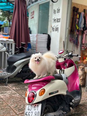 Nghỉ nuôi sinh sản nên tìm chủ mới cho mấy bé. Mua bán Chó tại Quận Cẩm Lệ Đà Nẵng được đăng bởi Nguyễn Hữu Anh Vũ