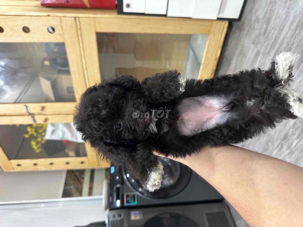 poodle nhà trồng, tiniteacup màu trắng và xám