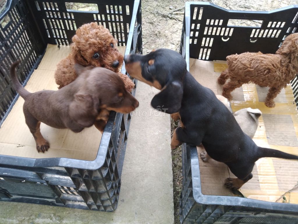 Lạp xưởng- Poodle- Phóc sóc VL. Mua bán Chó tại Thành phố Vĩnh Long Vĩnh Long được đăng bởi Kim Sơn Thạch hình 1
