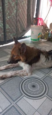 Becgie lai, tiêm ngừa đầy đủ, 1 năm t, nặng 25kg.. Mua bán Chó tại Huyện Hồng Ngự Đồng Tháp được đăng bởi Thanh Lương