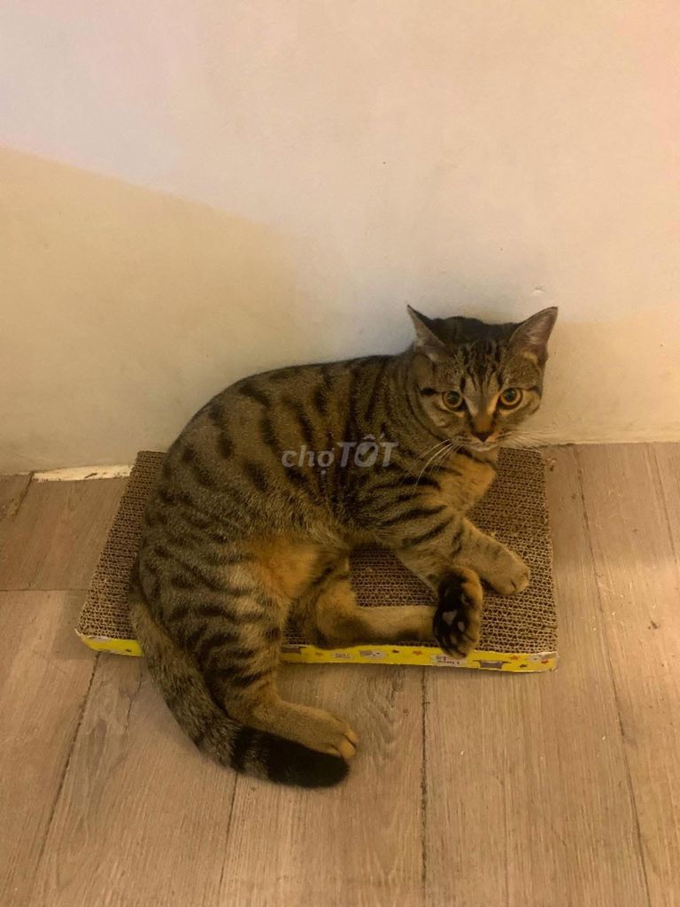 Mèo ALN Tabby đực xinh quấn chủ. Mua bán Mèo tại Quận Hai Bà Trưng Hà Nội được đăng bởi Nguyễn Thị Hồng Phúc hình 1