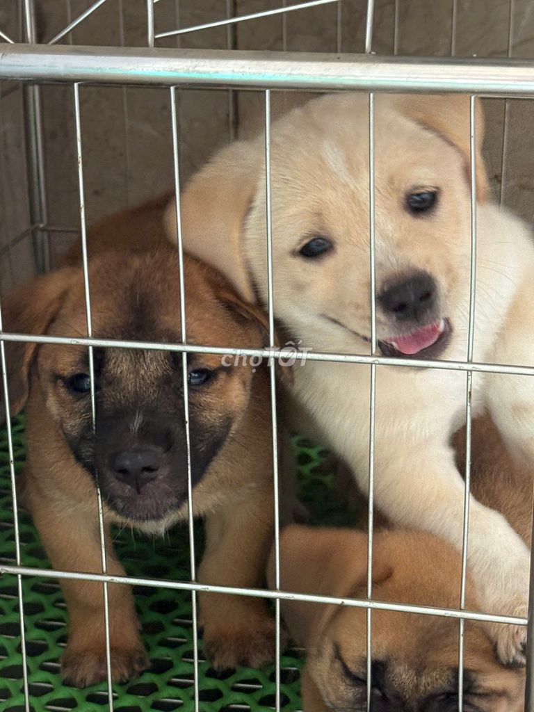 Chó lai Bắc Kinh. Mua bán Chó tại Quận Hà Đông Hà Nội được đăng bởi Duy Tường Văn Nguyễn hình 1