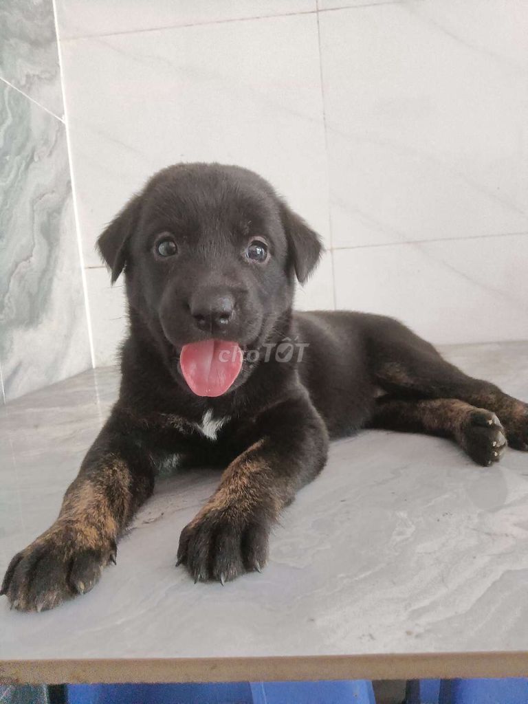 Chó Labrador F lông mượt tròn trĩnh dễ thương. Mua bán Chó tại Quận 6 Tp Hồ Chí Minh được đăng bởi Tăng Chí Lương  hình 1
