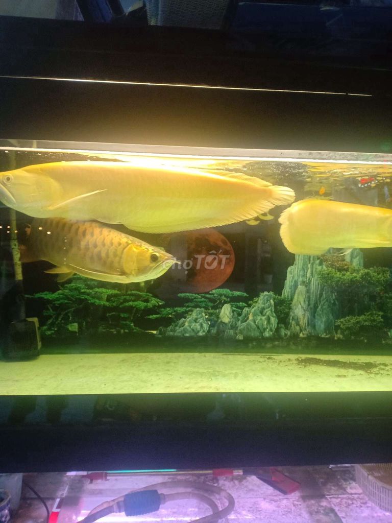 Cần thanh lý hai con Ngân AB sai 6o