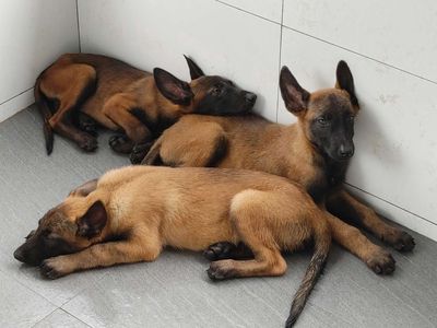 Malinoi Nhà VƯỜN. Mua bán Chó tại Thành phố Vũng Tàu Bà Rịa - Vũng Tàu được đăng bởi Nhân Rottweiler 