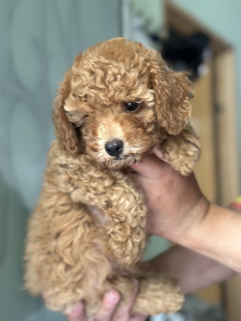 Chó Poodle thuần chủng