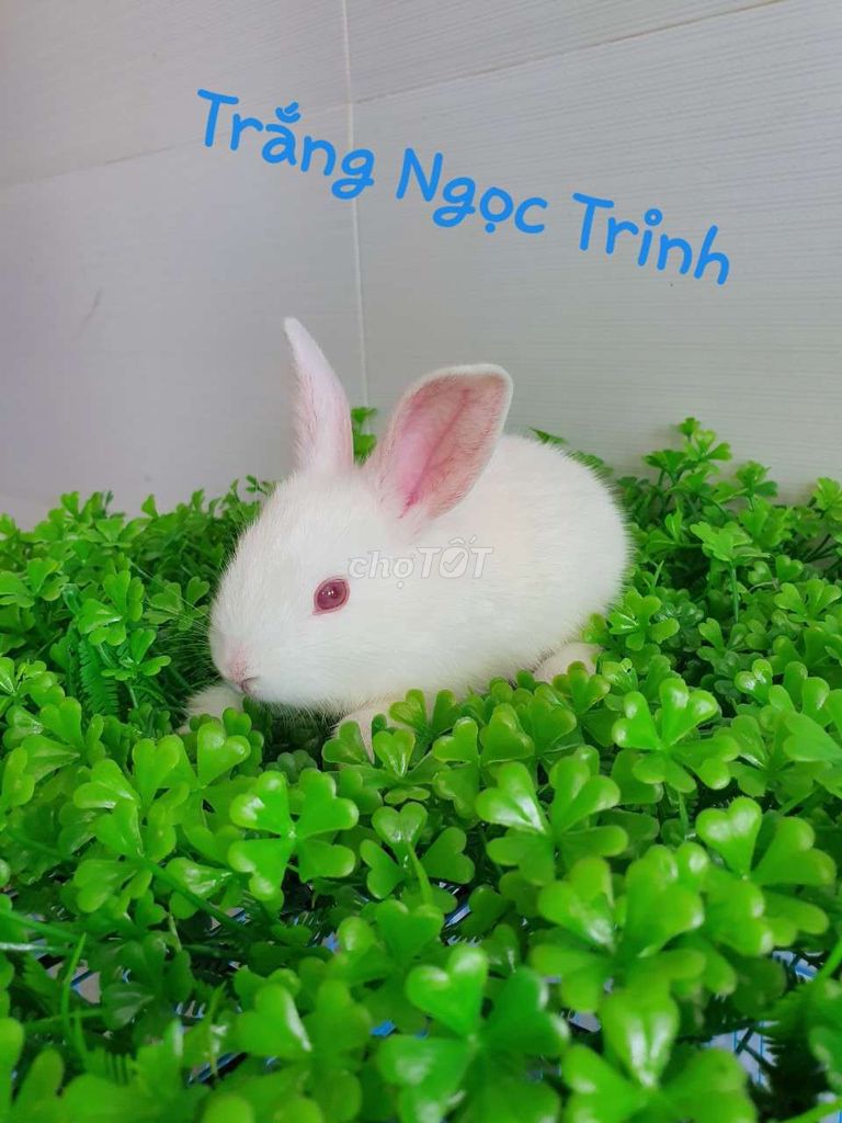 0353902604 - Thỏ kiểng Việt Nha Trang siêu dễ thương !!
