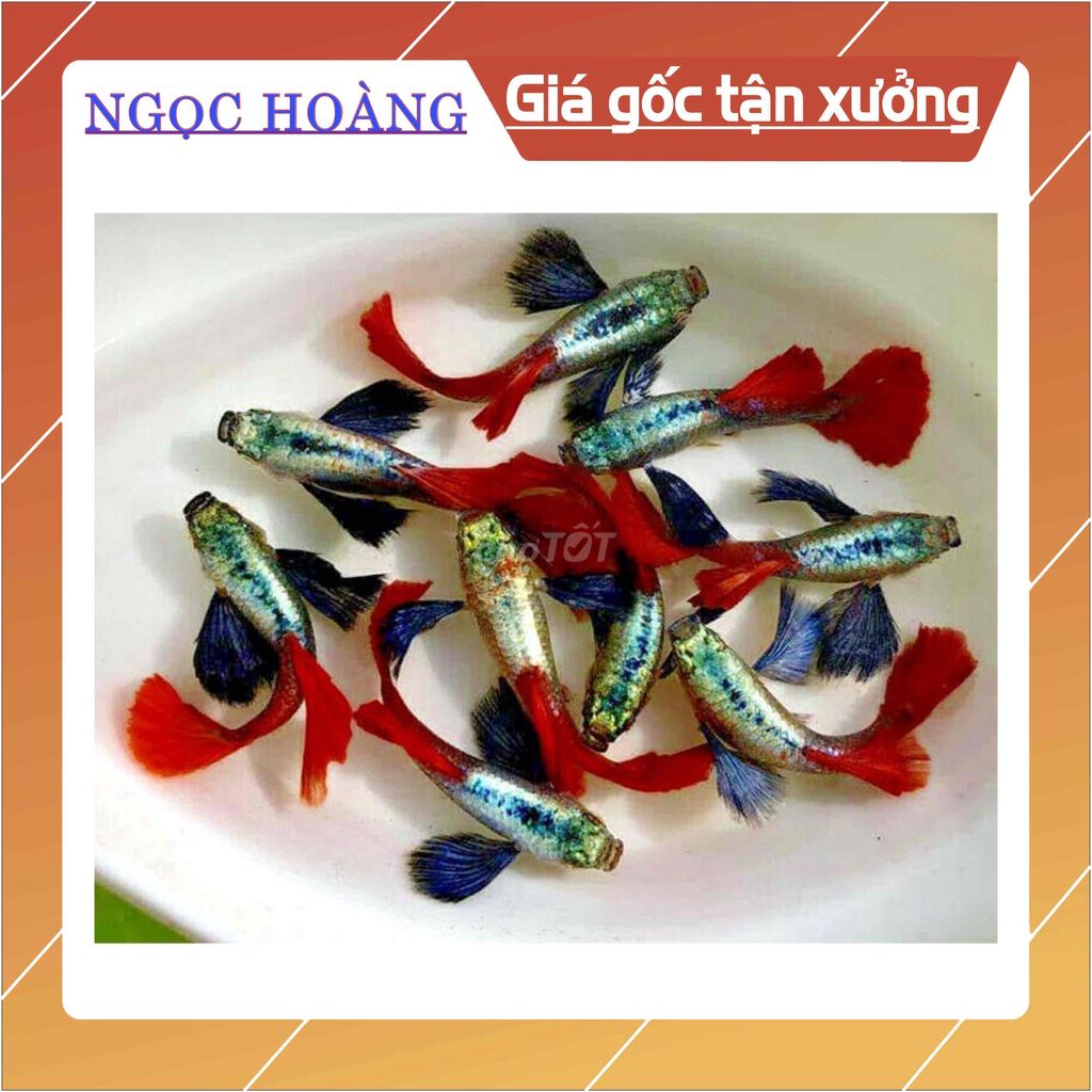 THANH LÝ 5 ĐÔI DUMBO RED TAIL CHUẨN GIỐNG