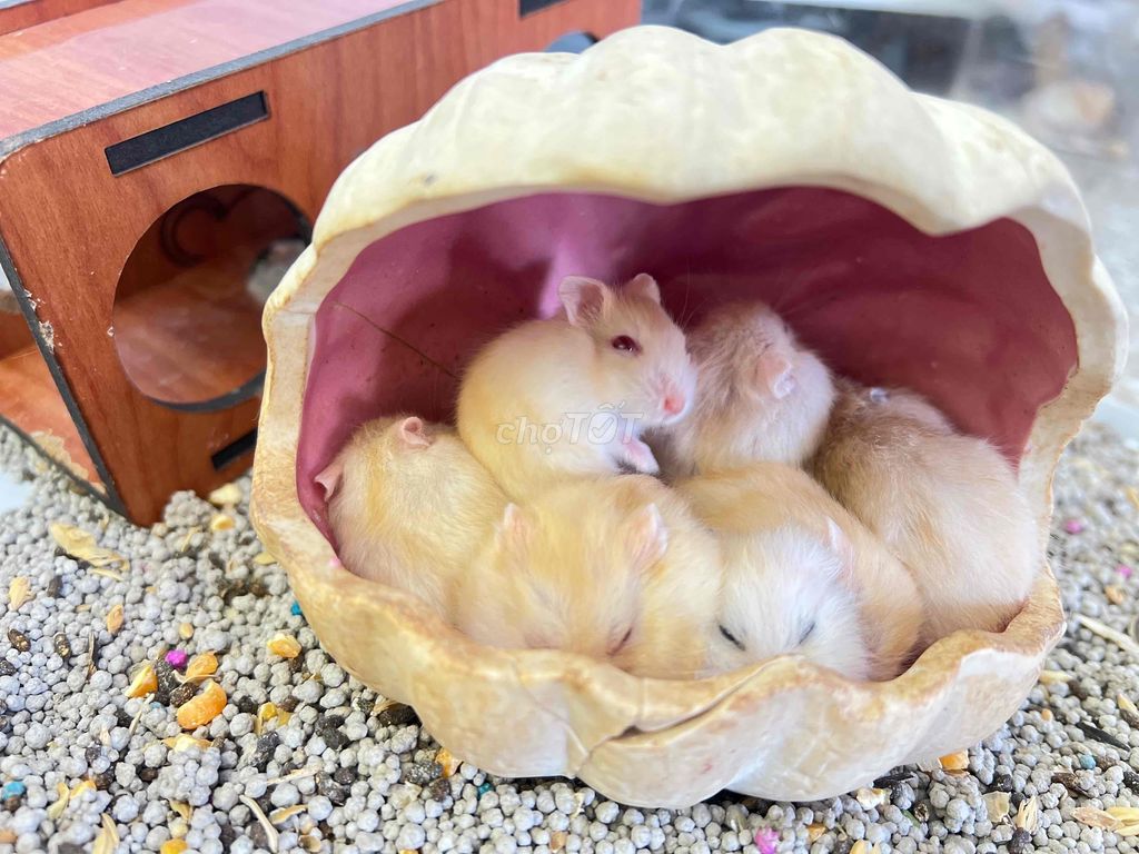 Chuột Hamster Winterwhite đủ màu