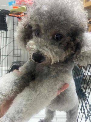 Chó Poodle Cái 1 tuổi màu Xám