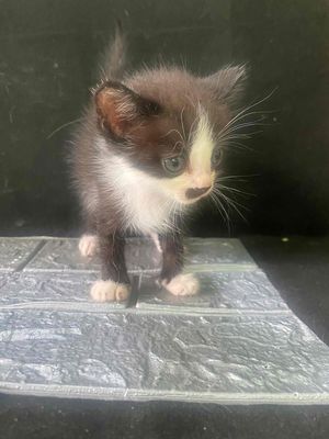mèo ald có lai còn một bé bi cuối bày. Mua bán Mèo tại Huyện Lai Vung Đồng Tháp được đăng bởi MK cattery