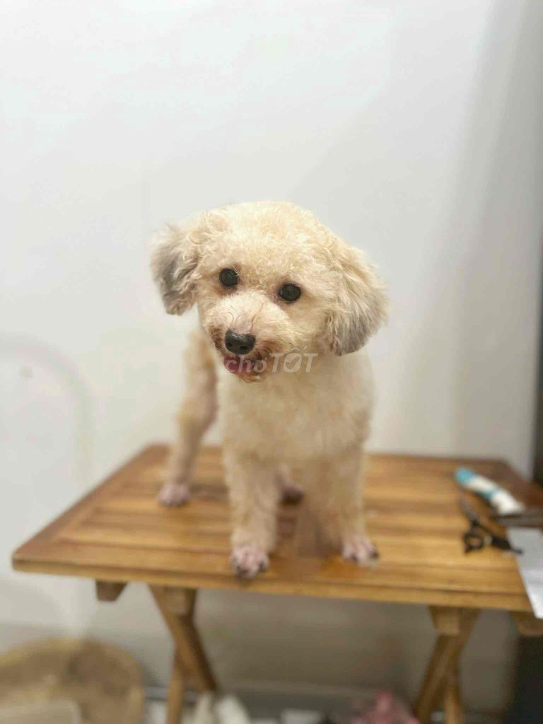 bán cho poodle cái màu trắng khoẻ mạnh