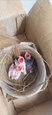 Chim chào mào bạch non Trắng Đen